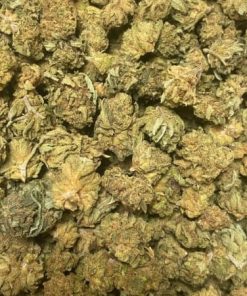 🎁 – SMALL BUD SHIVA HAZE (2 grammes achetés = 1 gramme offert ; 20 g max)